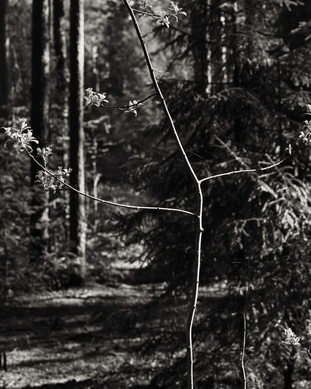 Название отсутствует - Денис Безногов Название отсутствует - Денис Безногов