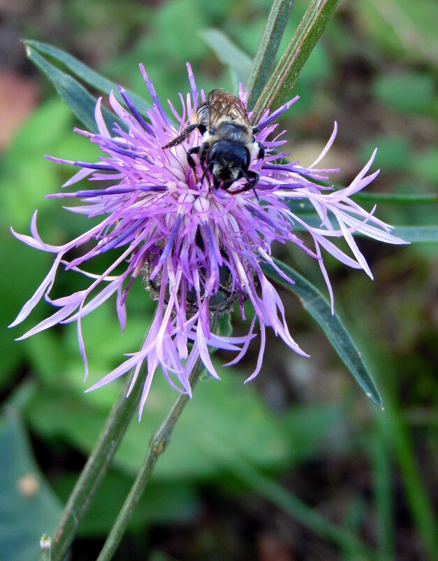 Старается. - nadyasilyuk Вознюк Старается. - nadyasilyuk Вознюк