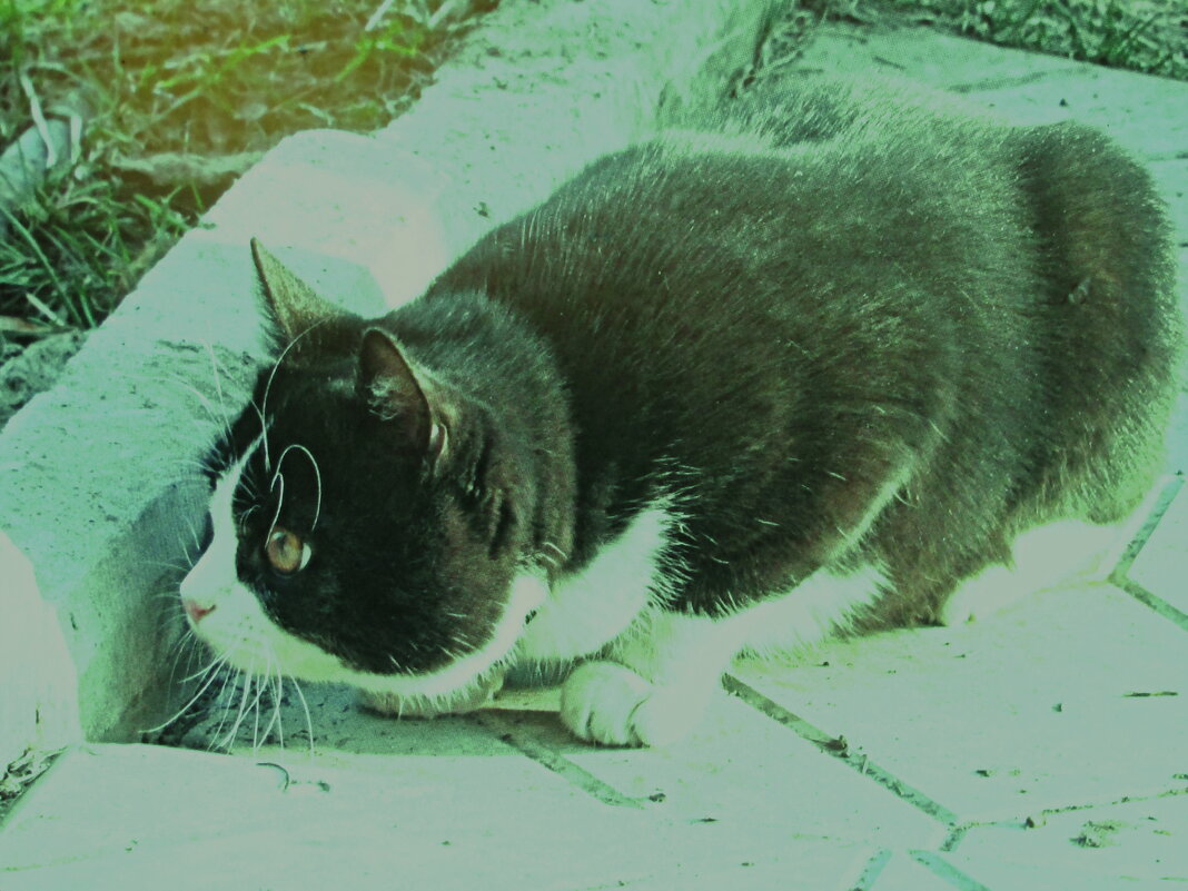 Кого-то увидел - Людмила Смородинская