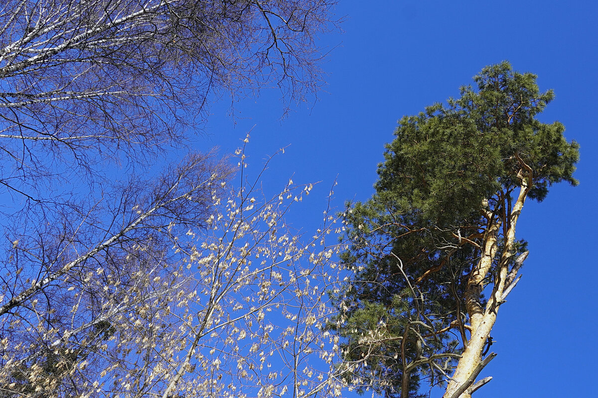 Весеннее головвокружение - Галина Кан