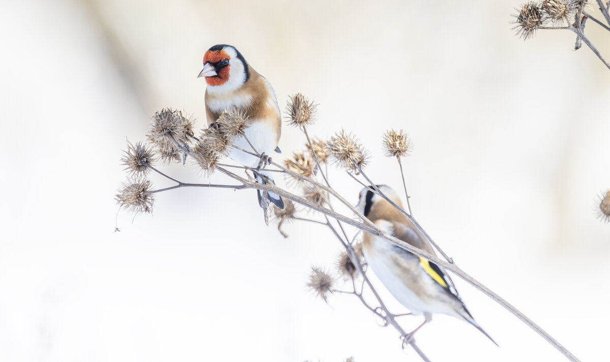 щегол. - юрий макаров