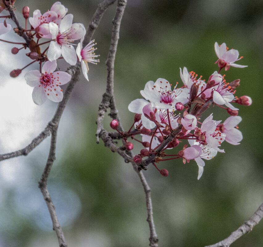 Весенние цветы - Валентин Семчишин Весенние цветы - Валентин Семчишин