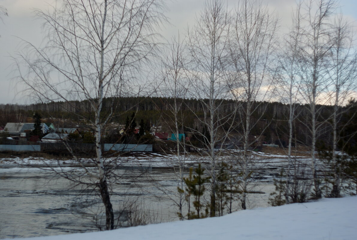 Берёзки на Исети. Март 2025. - Михаил Полыгалов Берёзки на Исети. Март 2025. - Михаил Полыгалов