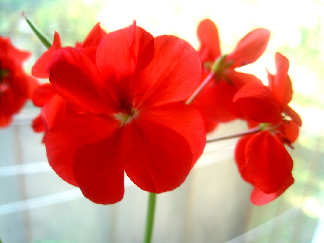 Герань - Елена Семигина