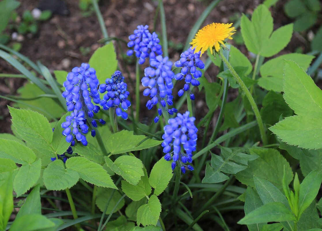 Мускари - ZNatasha - Мускари - ZNatasha -