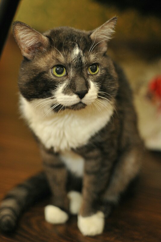 " пушистый любимец " - Руслан " пушистый любимец " - Руслан