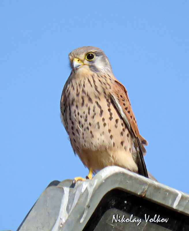 Пустельга - Николай Волков