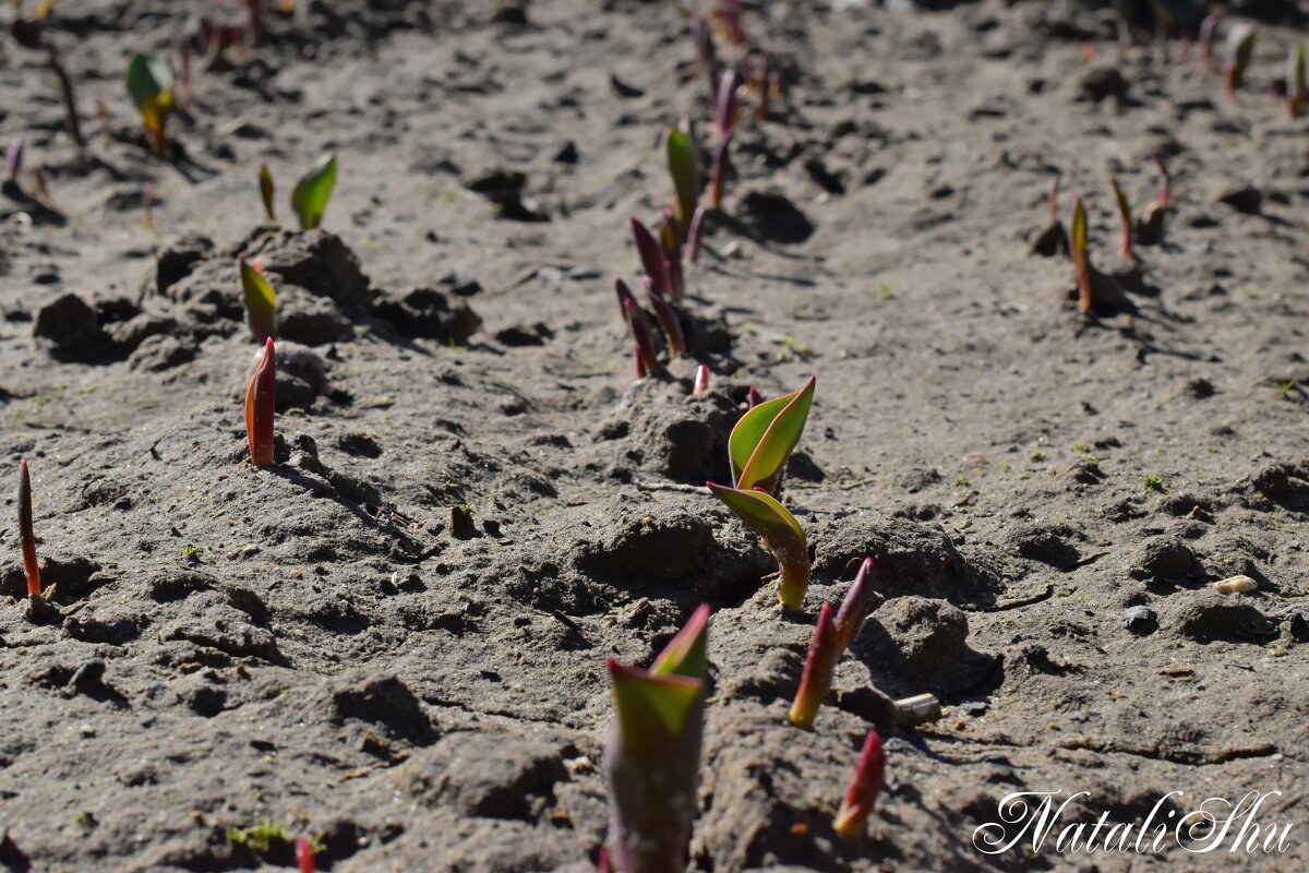 Весна. - Наталья Вязигина