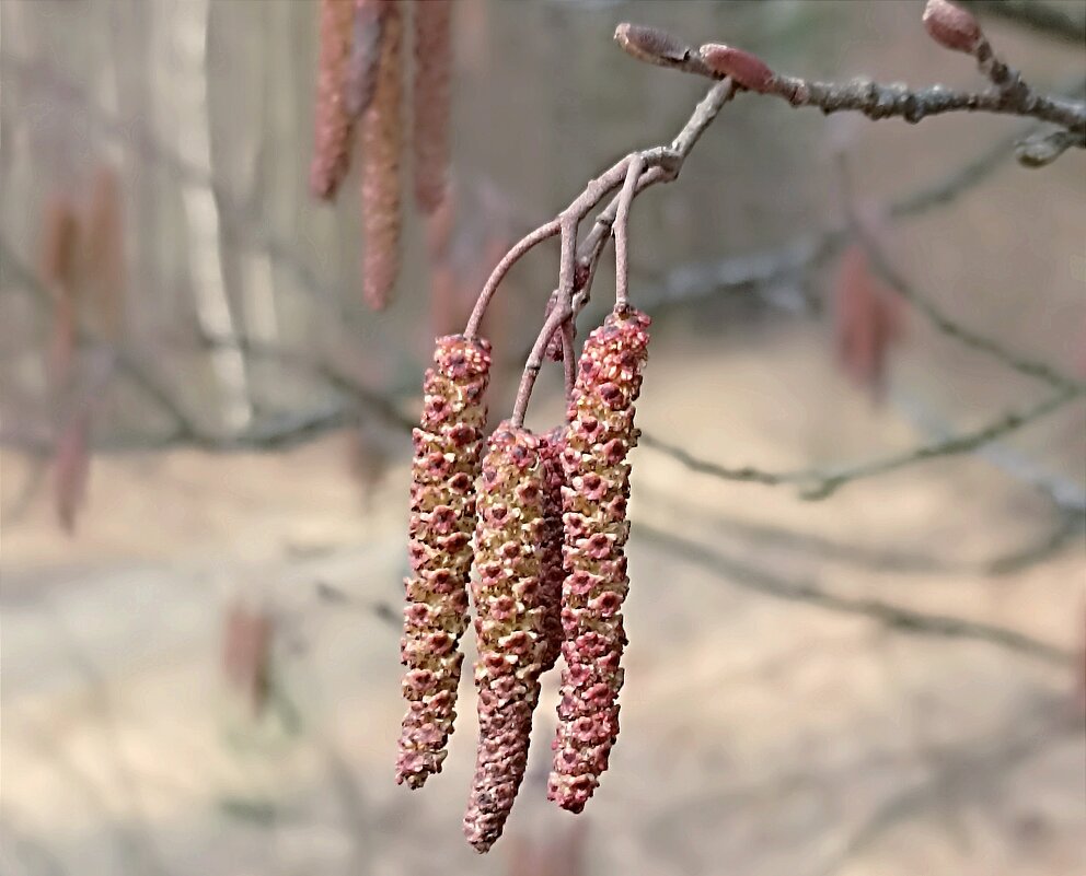 Серёжки ольховые - Татьяна Тюменка Серёжки ольховые - Татьяна Тюменка