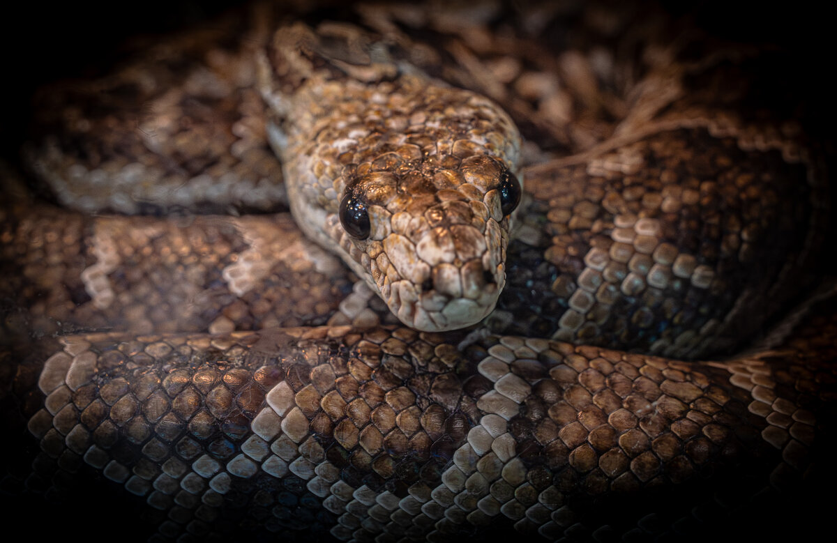 Новосибирский зоопарк имени Р.А. Шило - Михаил Измайлов