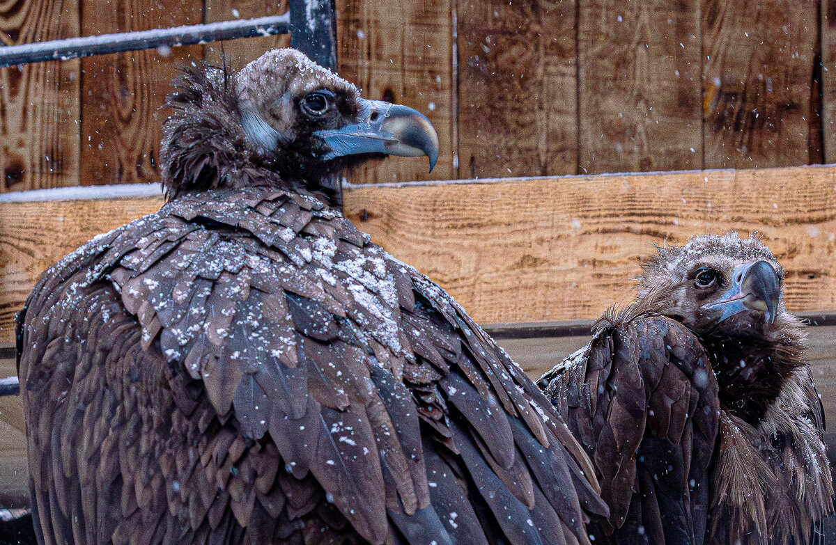 Новосибирский зоопарк имени Р.А. Шило - Михаил Измайлов
