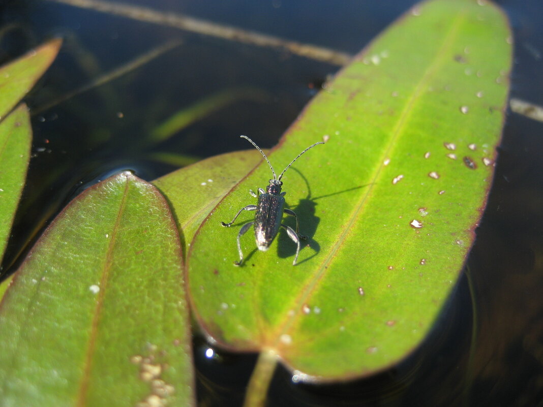 Радужница - Anna Ivanova