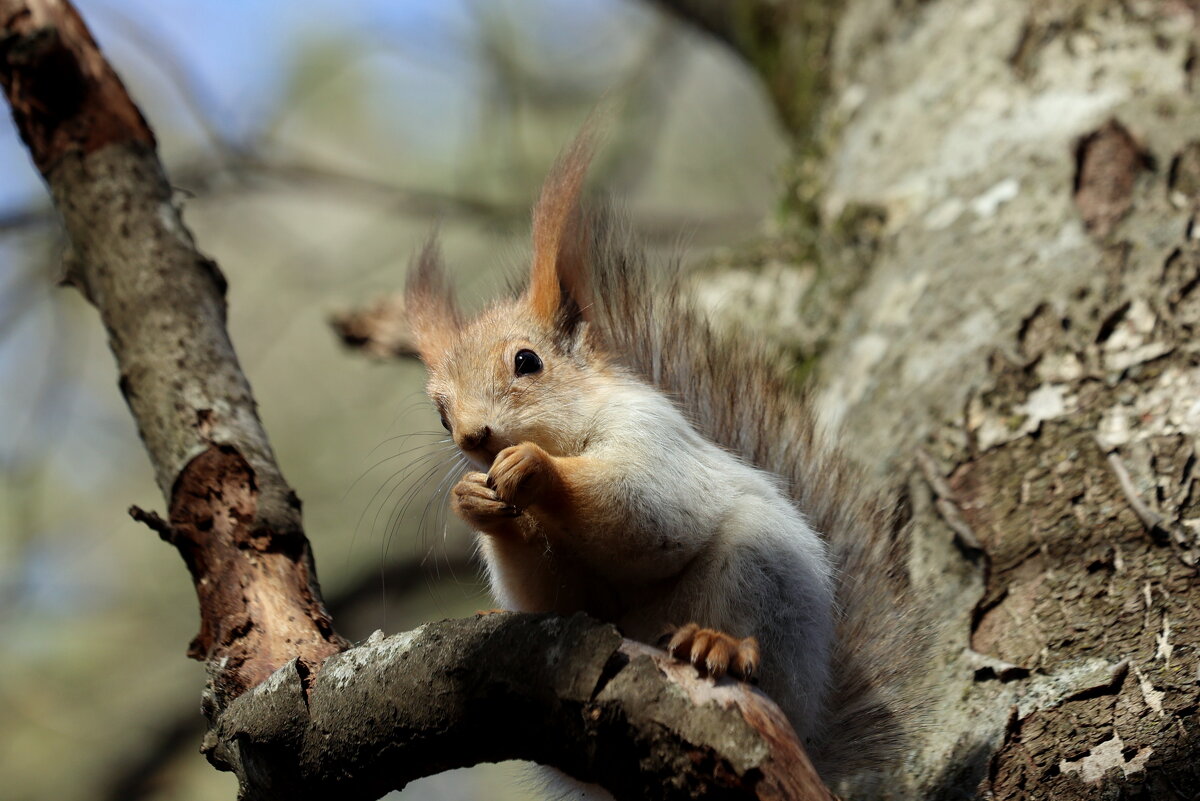 Белки парка Кисловодска. - Александр Кондаков