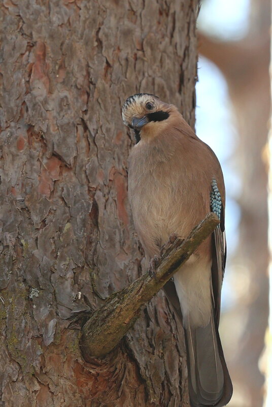 Позирует... - Александр Кондаков Позирует... - Александр Кондаков