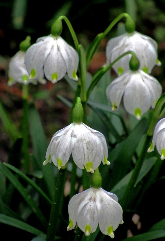 Белоцветник - Сергей Карачин Белоцветник - Сергей Карачин