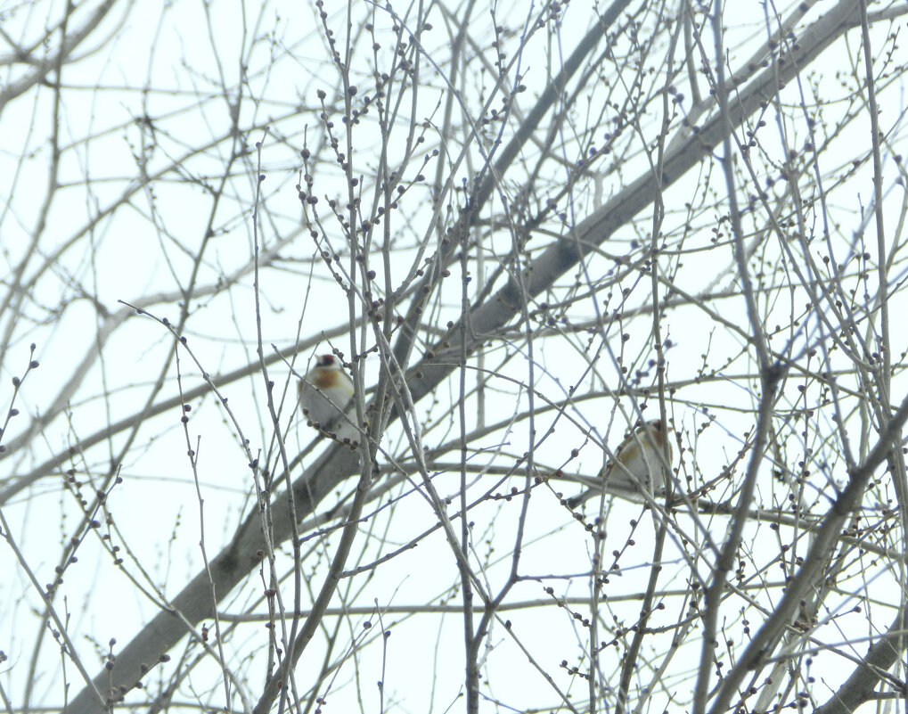 птички - Лера птички - Лера