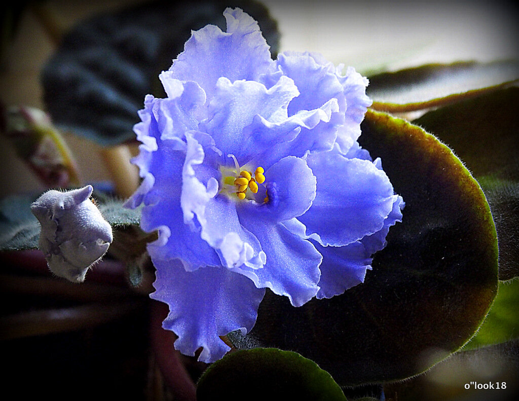 маленькие радости - Олег Лукьянов маленькие радости - Олег Лукьянов