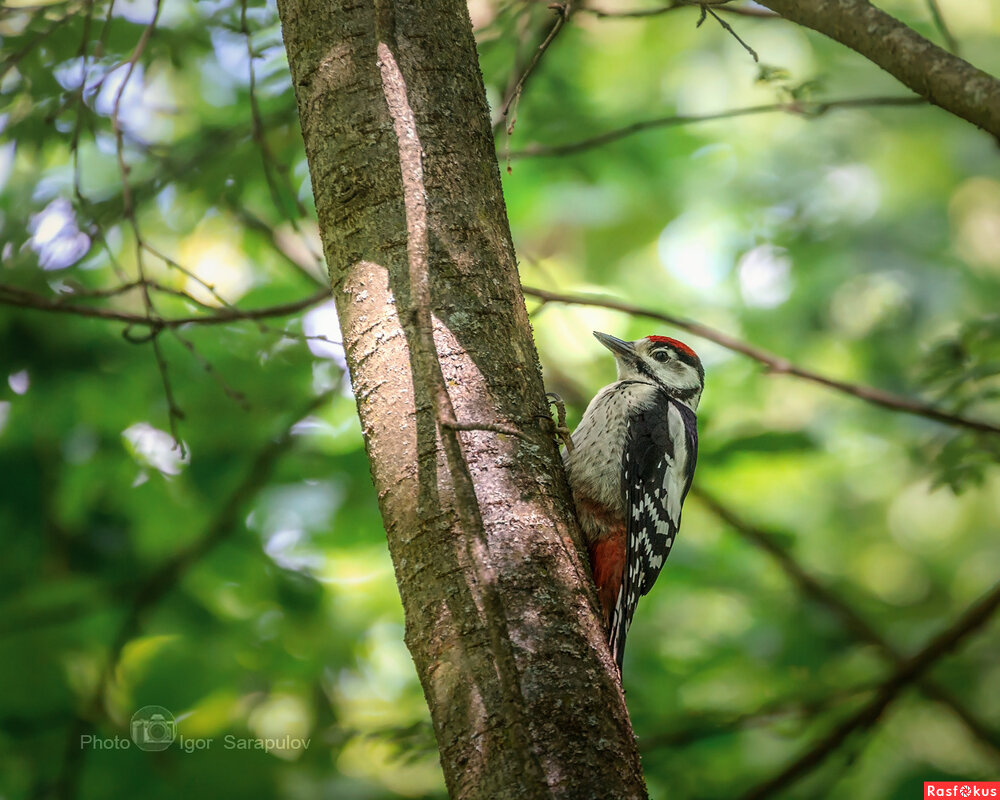 Дятел - Игорь Сарапулов Дятел - Игорь Сарапулов