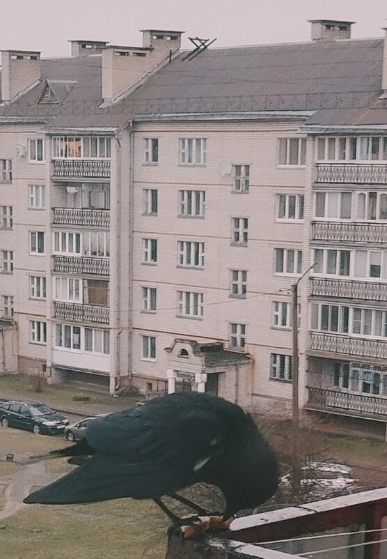 Фото 2. Размышление моего нового друга. Обед. - Валентса Левиль Фото 2. Размышление моего нового друга. Обед. - Валентса Левиль