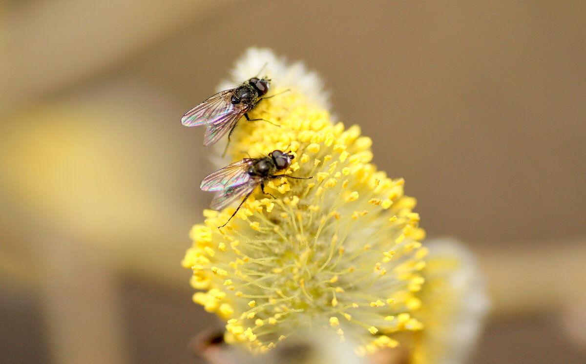 Природа 22 марта 3 - Александр Прокудин Природа 22 марта 3 - Александр Прокудин