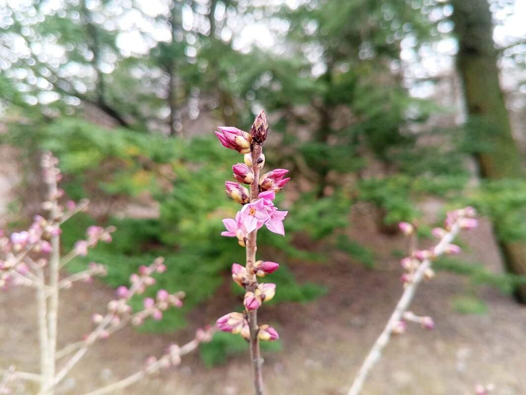 Волчеягодник - Сапсан 