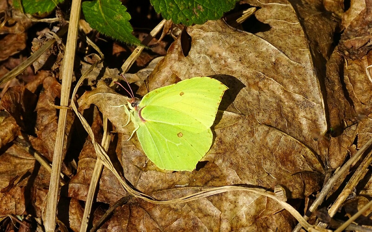 Первые бабочки этой весны. - Милешкин Владимир Алексеевич 