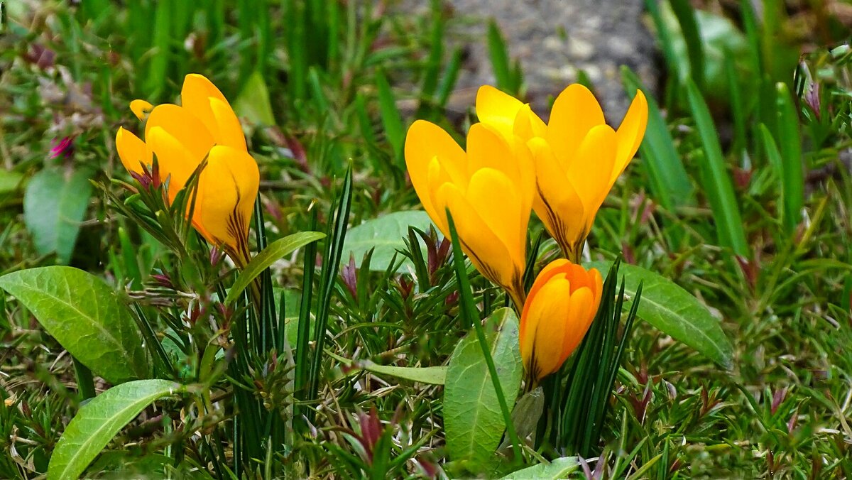 Оранжевые крокусы - Милешкин Владимир Алексеевич Оранжевые крокусы - Милешкин Владимир Алексеевич