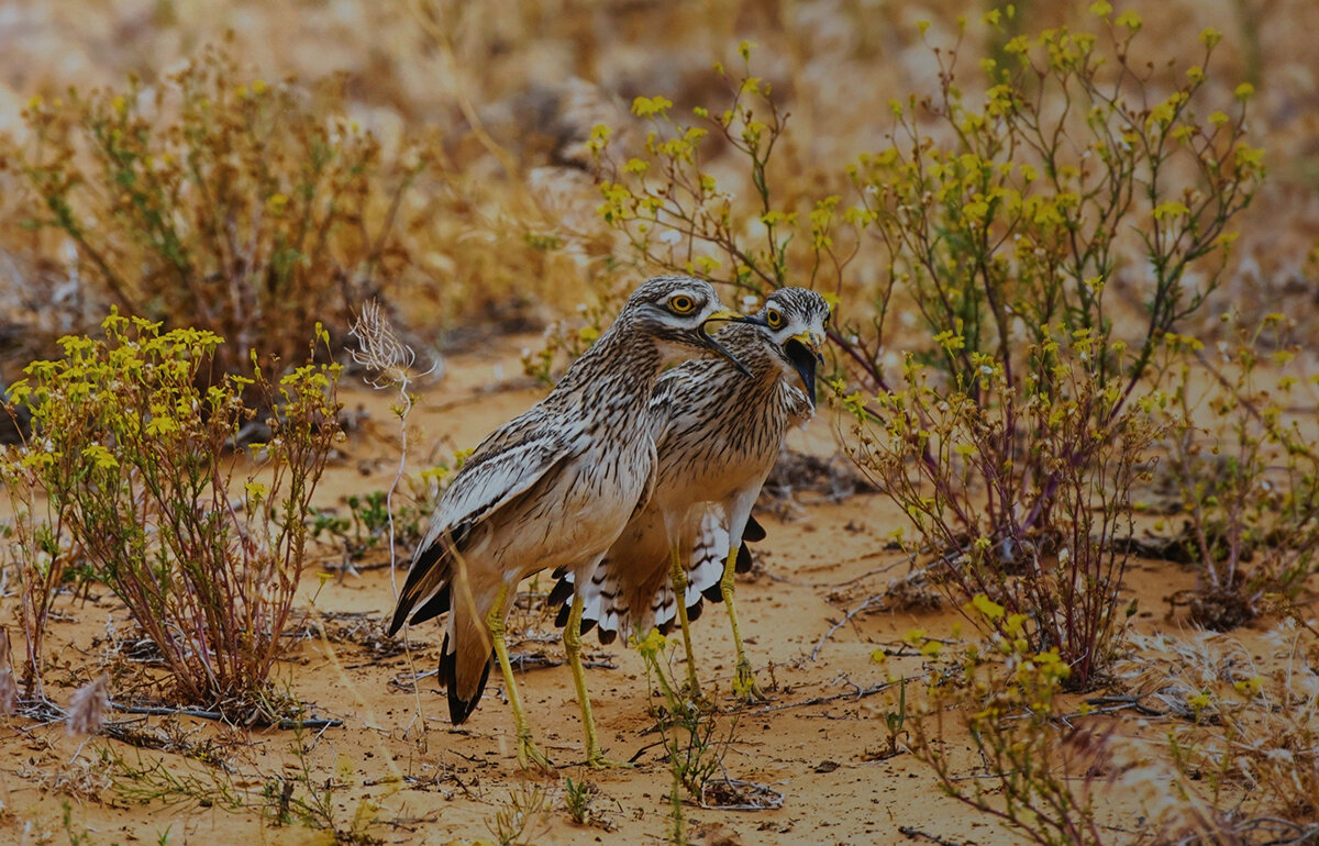 " Ток авдоток" - Ольга 