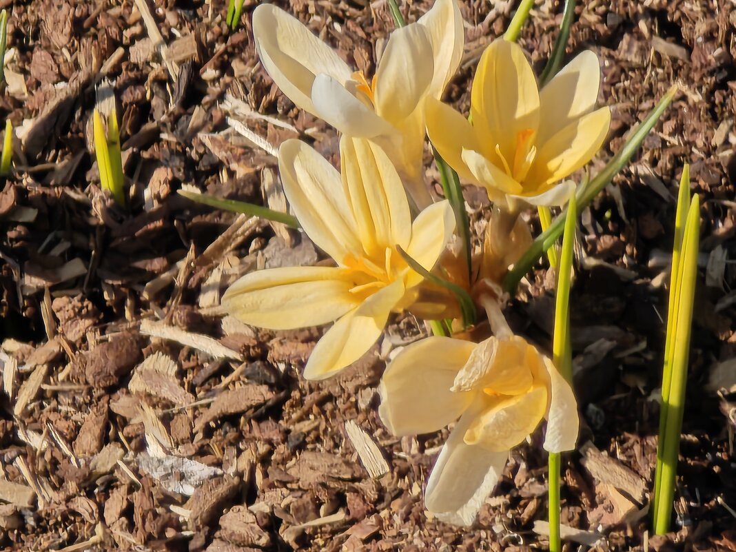 Крокусы - <<< Наташа >>> Крокусы - <<< Наташа >>>