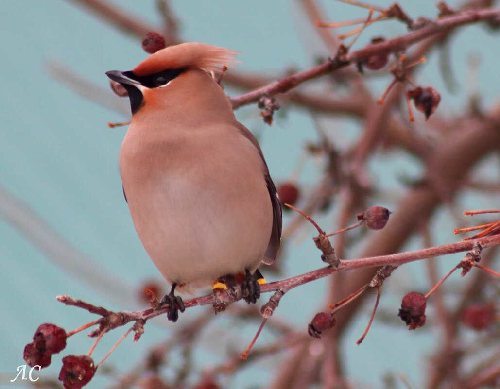 Свиристель - Любовь Сахарова