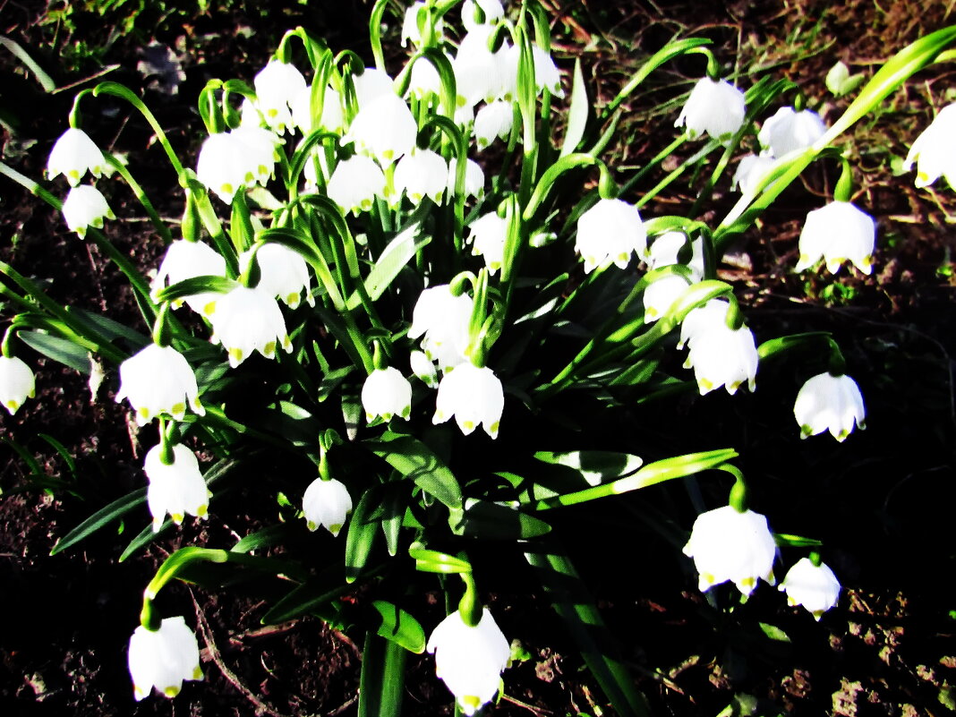 Букет в саду - Людмила Смородинская Букет в саду - Людмила Смородинская