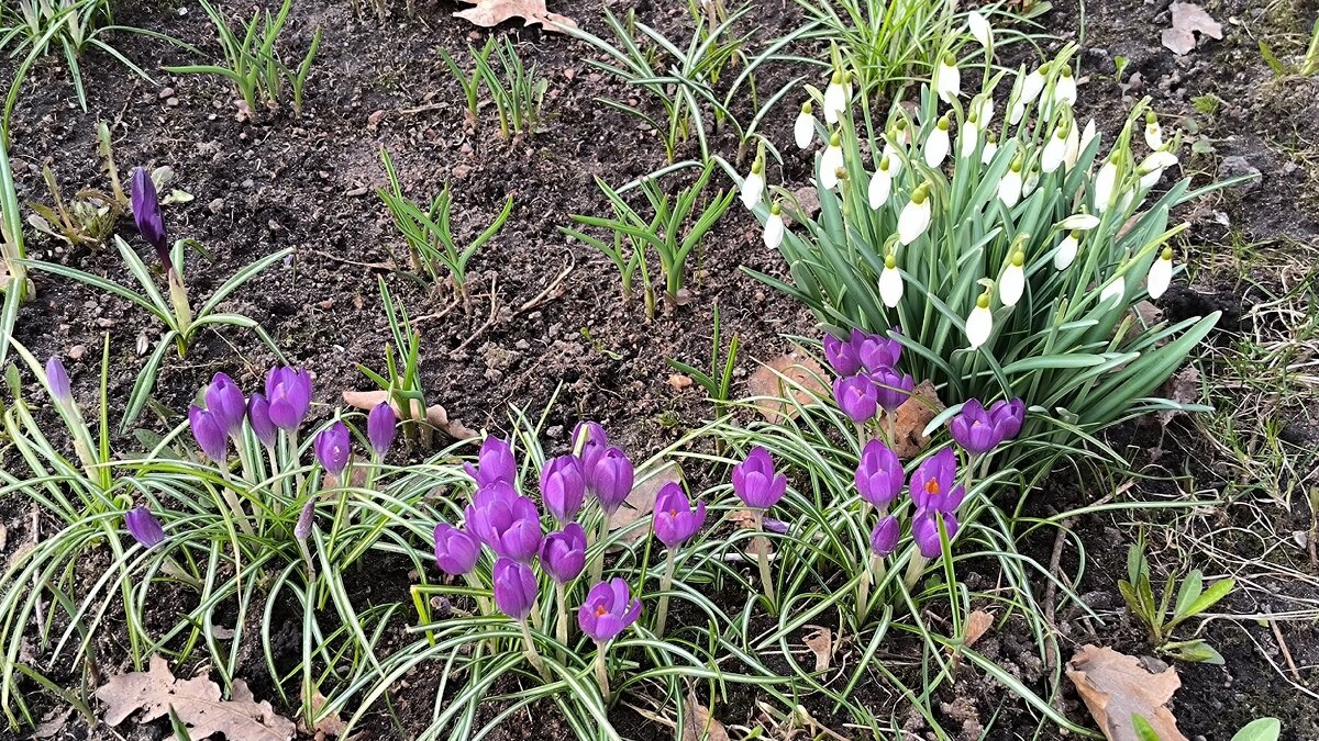 Вестники весны. - Ольга 