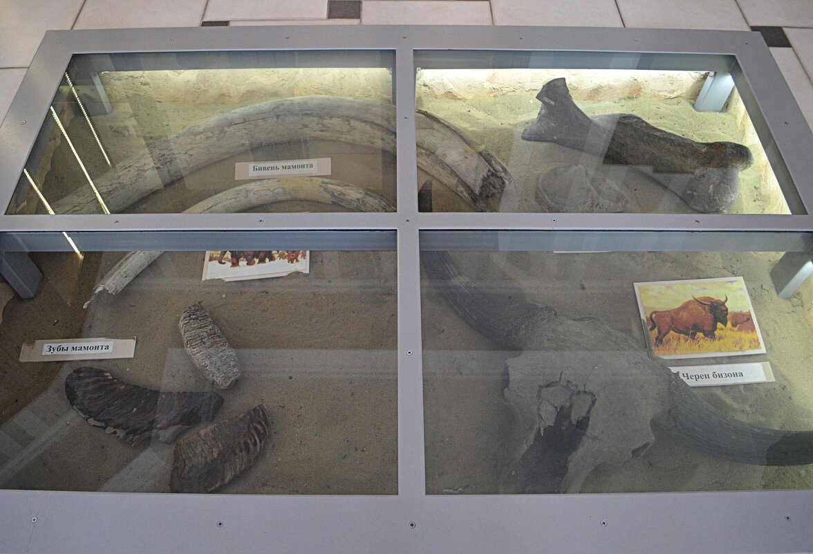 Части животных  из ледникового периода - Татьяна Лютаева