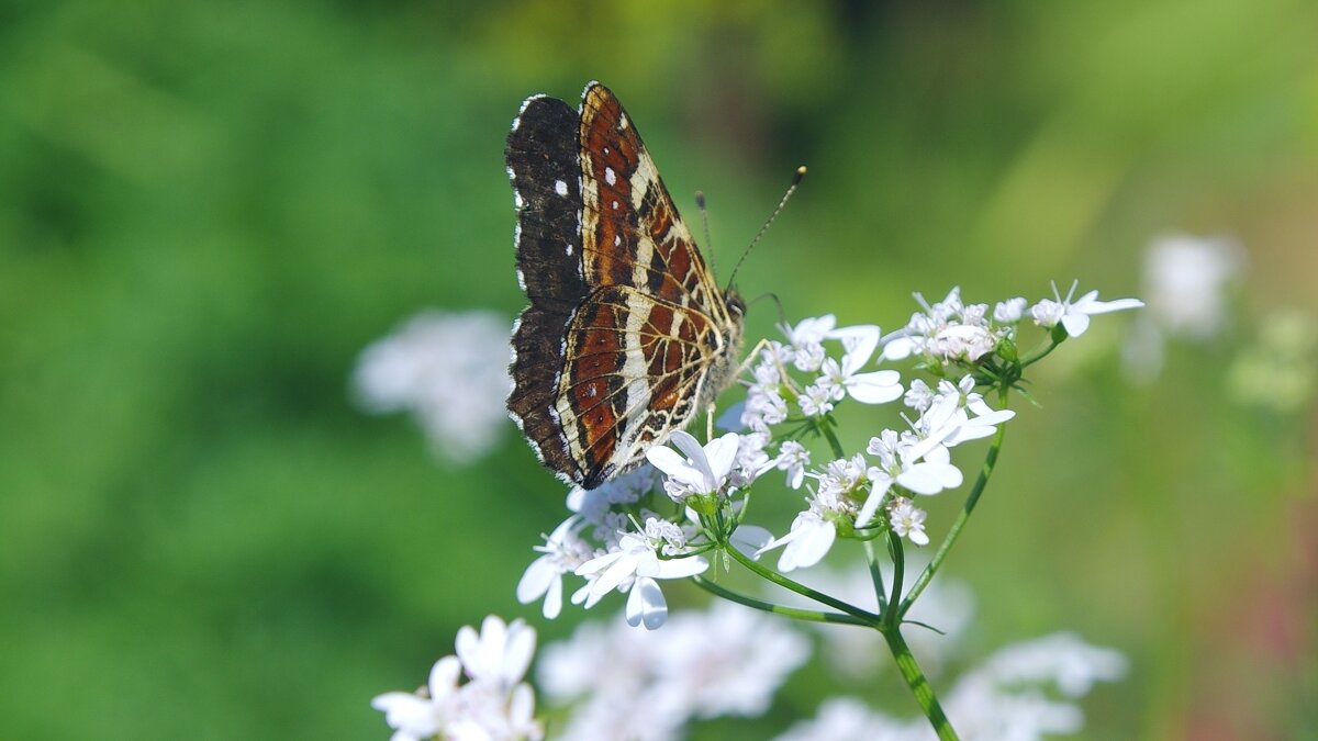 Бабочка - Сергей Швечков