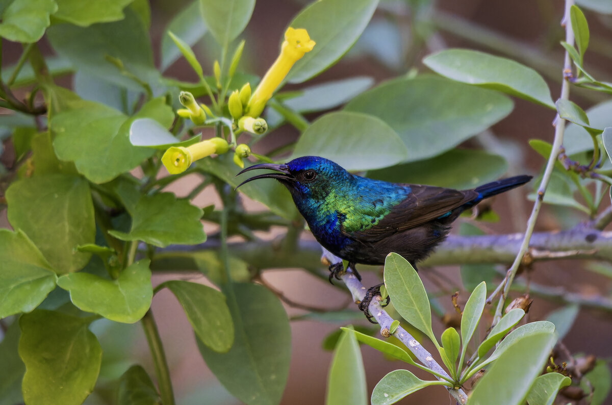 Палестинская нектарница. (Тест нового поляризационного фильтра) - Alexander Amromin