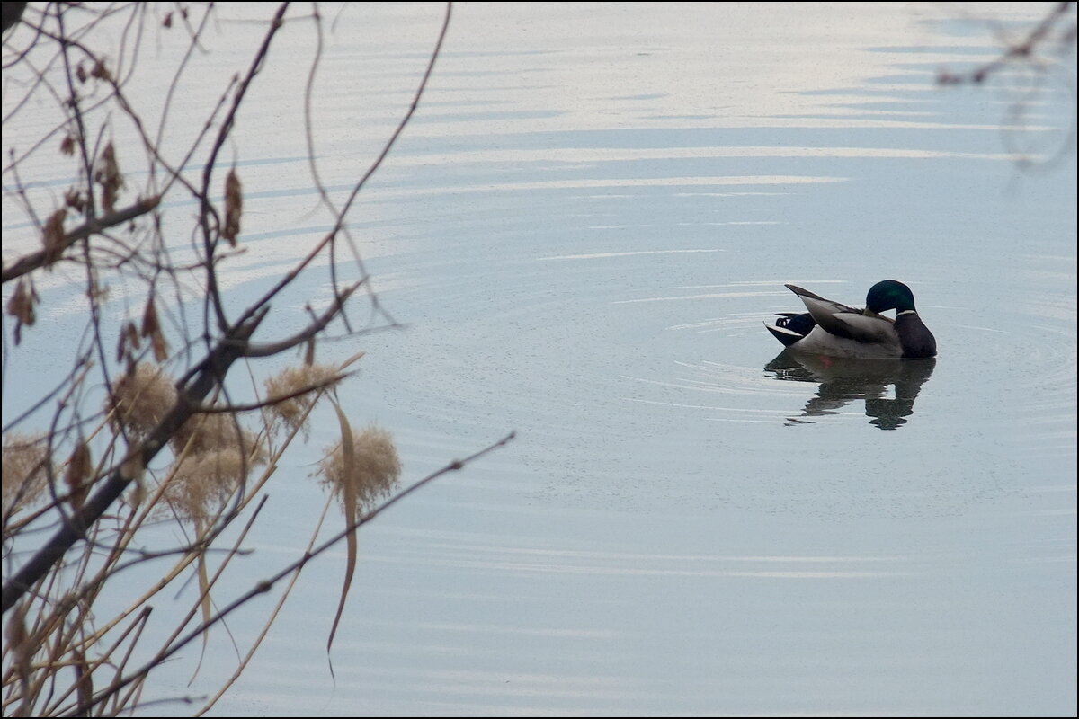 °✓° - Фёдор Меркурьев