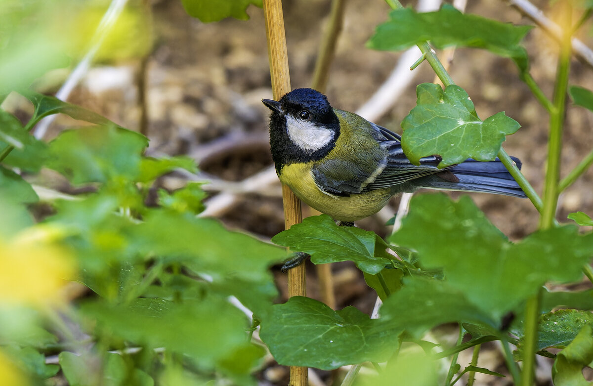 Большая синица. (Тест нового поляризационного фильтра) - Alexander Amromin