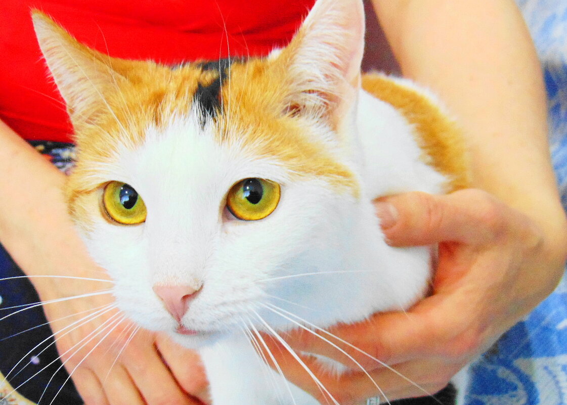 Портрет кошки - Александр Владимирович Никитенко Портрет кошки - Александр Владимирович Никитенко