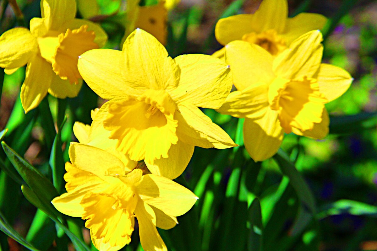 дружное  цветение - Николай 