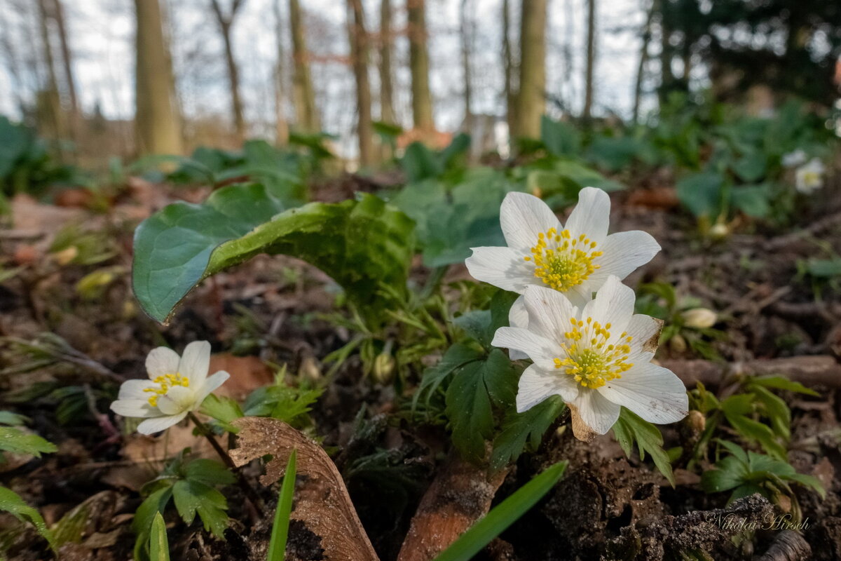 Ветреница в марте... - Николай Гирш Ветреница в марте... - Николай Гирш
