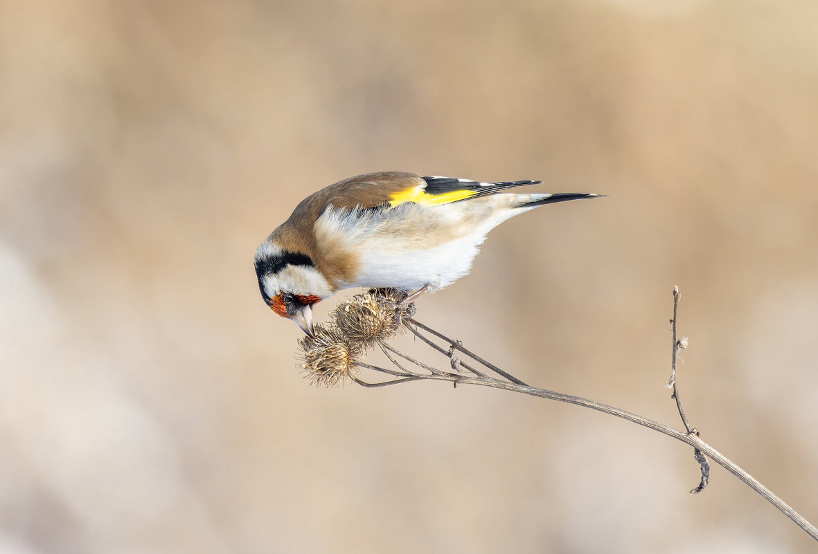 щегол. - юрий макаров щегол. - юрий макаров