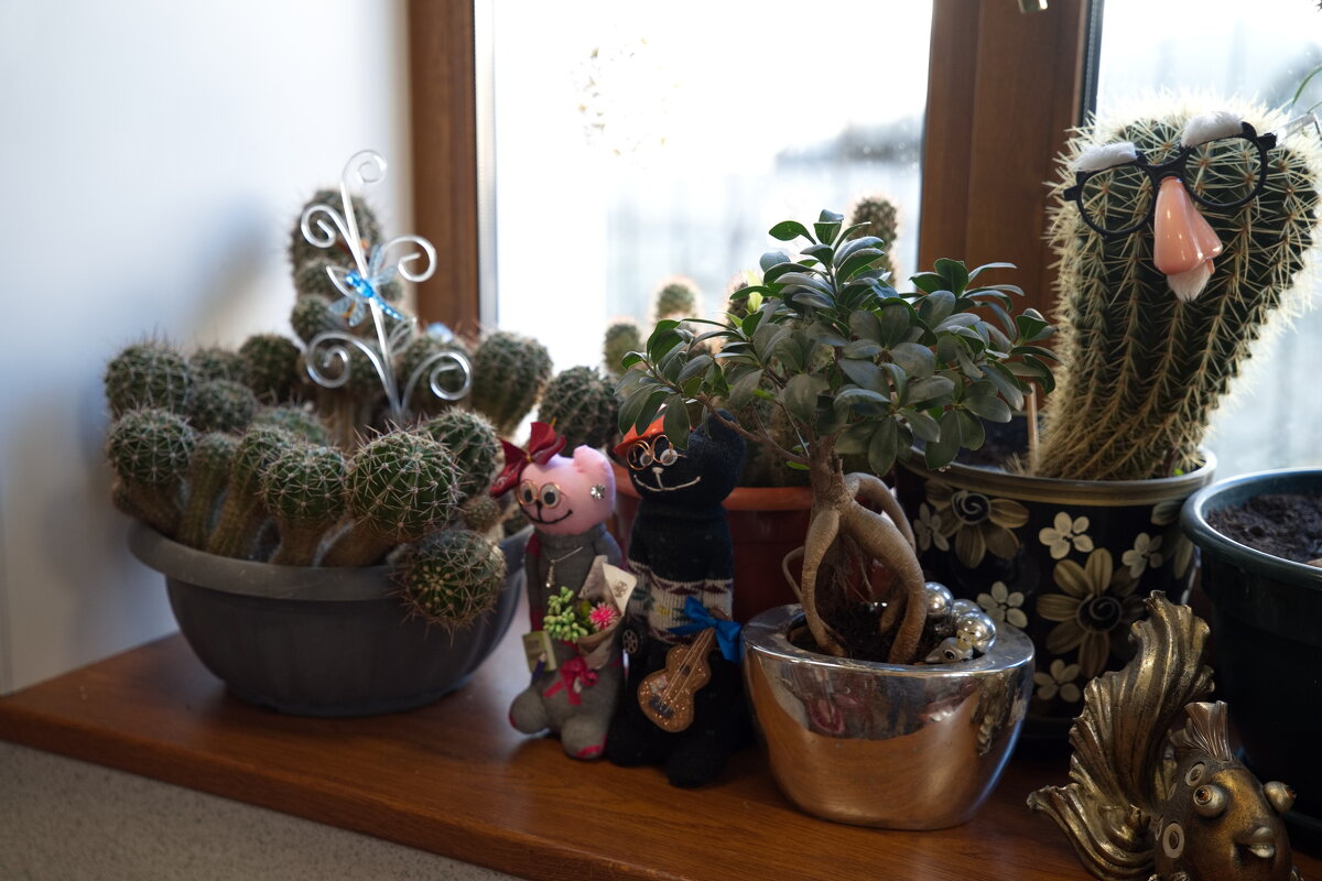 цветы - Вячеслав Козлов