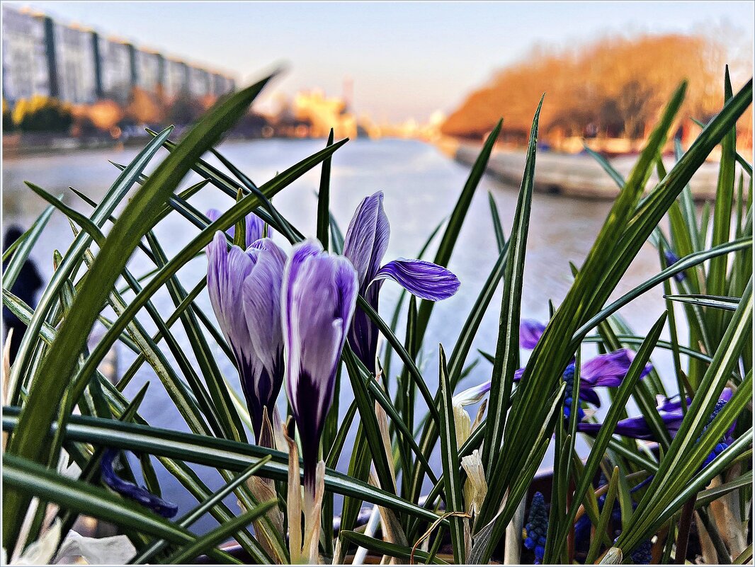 Весна в городе. - Валерия Комова