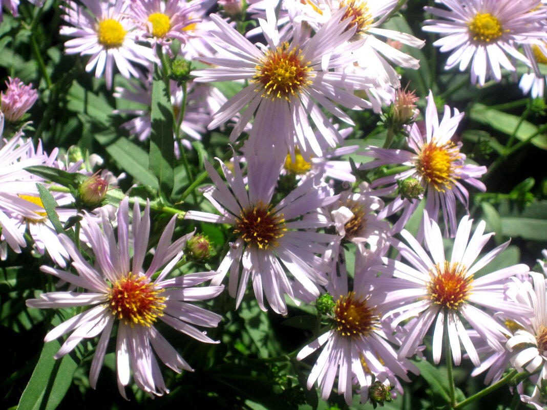 Летние - Елена Семигина