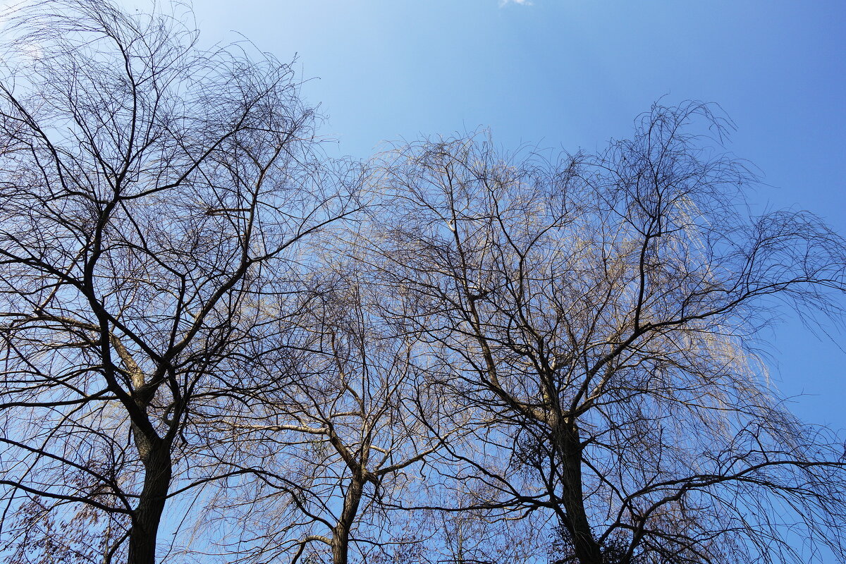 Мартовская зарисовка - Рита Симонова Мартовская зарисовка - Рита Симонова