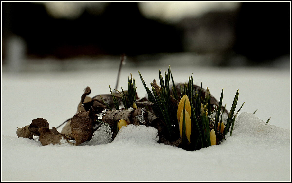 Природа проснулась.... - Aleksandr Gal