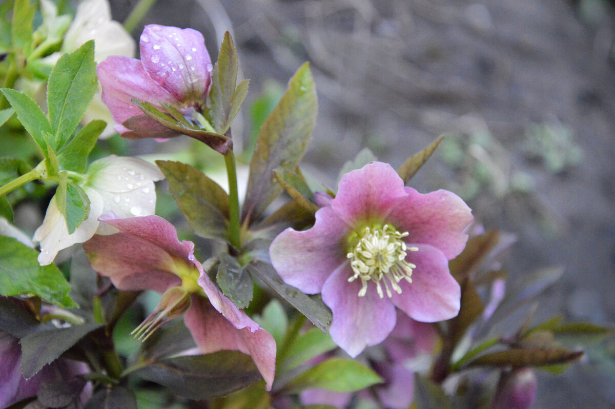 Морозник - Надежда Куркина Морозник - Надежда Куркина