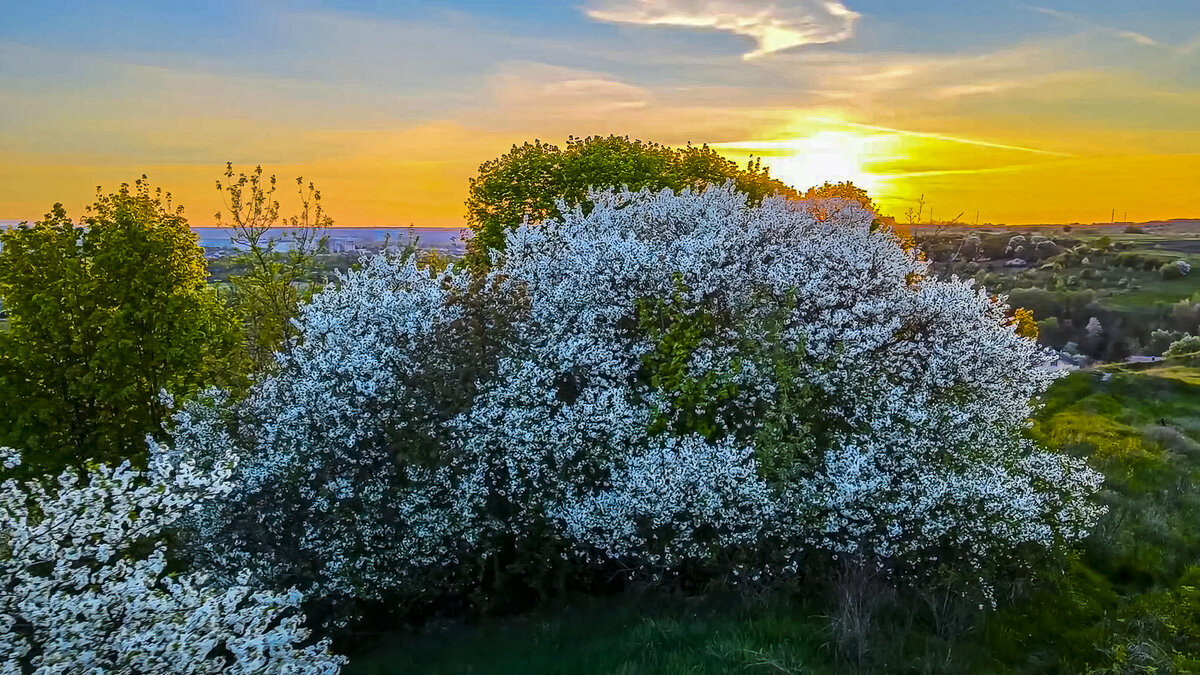 Весна пришла - Aleksey Afonin Весна пришла - Aleksey Afonin