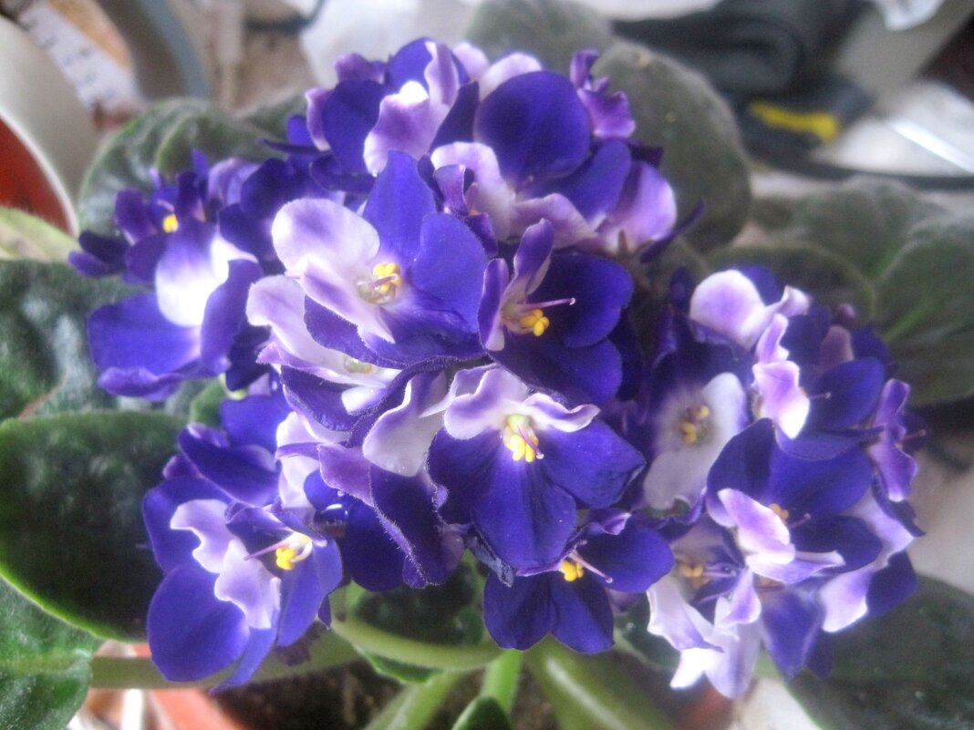 ФИАЛКА - Елена Семигина