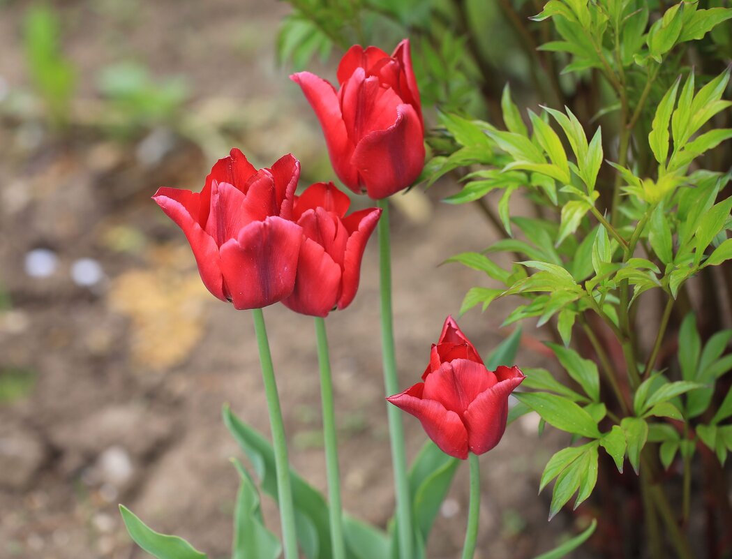 Тюльпаны - ZNatasha - Тюльпаны - ZNatasha -